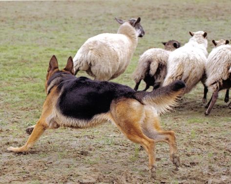 GSD - if they're not herding sheep they're herding their people, right? lol How To Train Cats, Train Cats, Cats Claw, Herding Dogs Breeds, Dog Reference, Cat Safe Plants, Cats And Cucumbers, Smooth Collie, Herding Cats