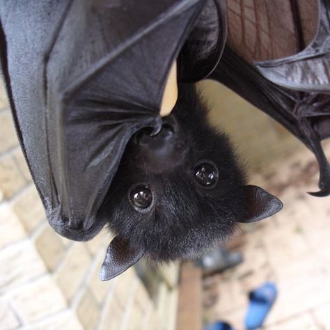 I want a pet bat so freakin' bad! Black Bat, Bat, Fox, Black