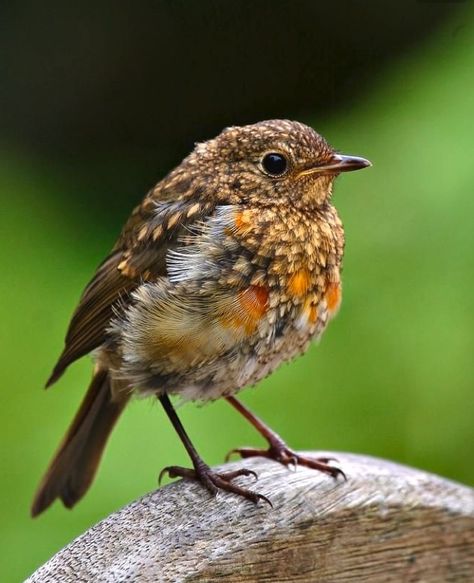 Robin juvenile  (Erithacus rubecula) Baby Robin, Colourful Birds, Bird Sitting, Red Robin, Robin Bird, Backyard Birds, Exotic Birds, Pretty Birds, Bird Photo