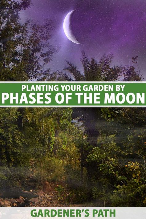 Is planting by the phase of the moon a valid practice or a gardening myth? The answer isn’t black or white. While the moon influences plant life on Earth, planting when the moon is full might not have any real benefit. Gardener’s Path explores the science of gardening by moon phase. #moongardening #gardenerspath Planting By The Moon, Moon Gardening, Gardening By The Moon, When To Transplant Seedlings, Planting Lettuce, Moon Plant, Phase Of The Moon, Plant App, Planting Calendar