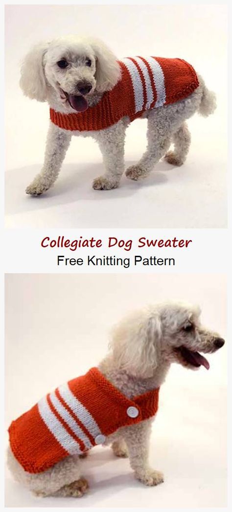 You can download Collegiate Dog Sweater Free Knitting Pattern for free Dog Jumper Knitting Pattern, Knitting Patterns For Dogs, Sweater Free Knitting Pattern, Diy Dog Sweater, Knitted Dog Sweater Pattern, Knitting Patterns Free Dog, Large Dog Sweaters, Dog Coat Pattern, Small Dog Coats