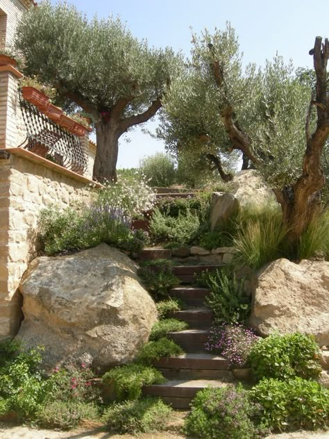 Backyard Hosting Space, Mediterranean Sloped Garden, Mediterranean Garden Landscape, Garden Design Mediterranean, Mediterranean Landscape Design Backyards, Mediterranean Yard Design, Mediterranean Gardens Landscape, Mediterranean Garden Design Landscaping, Mediterranean Garden Plants