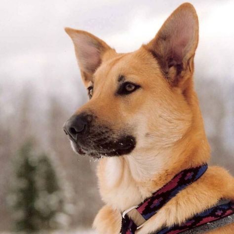 Chinook Dog, Dog Characters, Most Expensive Dog, Carolina Dog, Expensive Dogs, Rare Dogs, Big Dog Breeds, Sled Dogs, Sled Dog