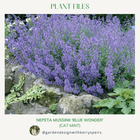 Nepeta mussinii "Blue Wonder" - Cat Mint 🏡 DIY Designs | DIY Designs Cat Mint, Cat Mint Plant, Mint Plants, Autumn Garden, Diy Design, Front Yard, Garden Landscaping, Flower Garden, Mint