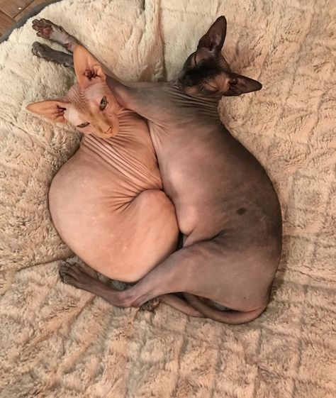 💕Hairless cats are the best! Cats With No Hair, Cute Hairless Cat, Hypoallergenic Cats, Funniest Cat, Hairless Cats, Sphynx Cats, Cat Personalities, Sphinx Cat, Dream's Cat