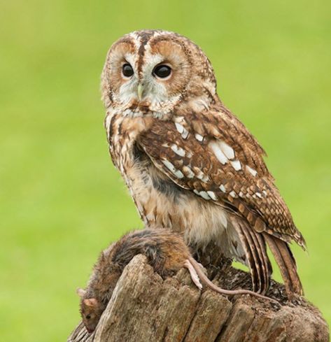 Tawny Owl Aesthetic, The Birds Of Prey, Orion Black, Owl Species, Owl Wings, Wood Pigeon, Owl Photography, Woodland Wall Art, Tawny Owl