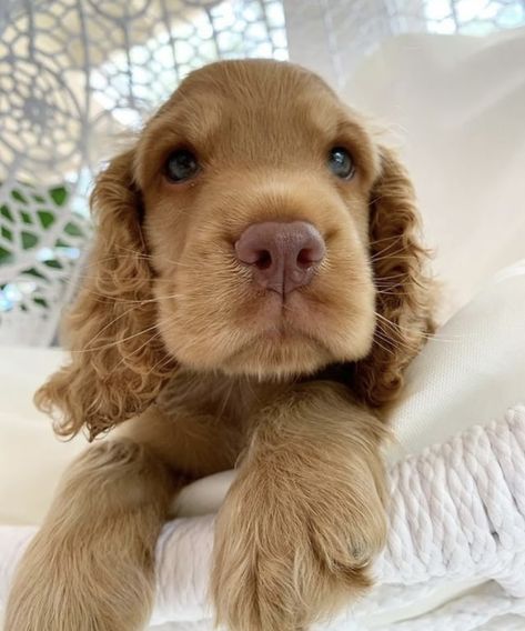 Golden Cocker Spaniel Aesthetic, Cocker Spaniel Golden Retriever Mix Dogs, Blonde Cocker Spaniel, Golden English Cocker Spaniel Puppy, Show Cocker Spaniel Puppies, Mini Cocker Spaniel, Golden Cocker Spaniel Puppies, Cocker Spaniel Anglais, Cocker Dog