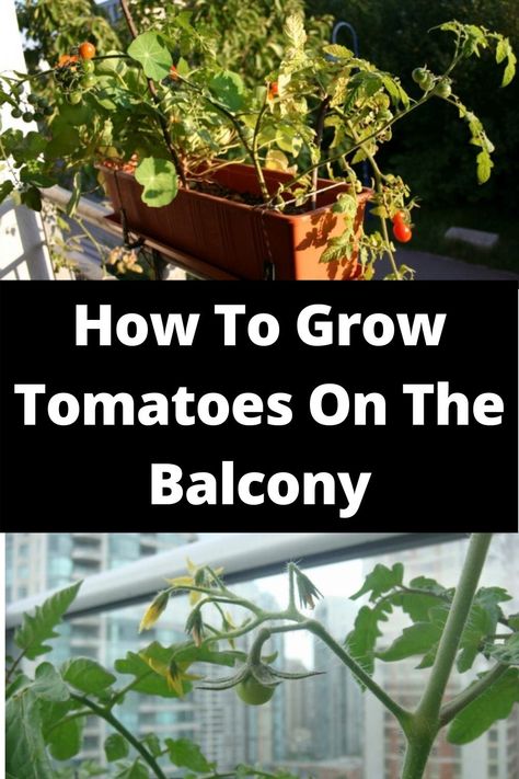 You don't necessarily need a bed or greenhouse to grow your own tomatoes. You can easily grow tasty tomatoes yourself on the balcony and terrace. We'll show you how to do it. Plant Tomatoes, How To Grow Tomatoes, Grow Tomatoes, Growing Tomatoes, Tomato Plants, The Balcony, Garden Tips, Terrace Garden, Grow Your Own