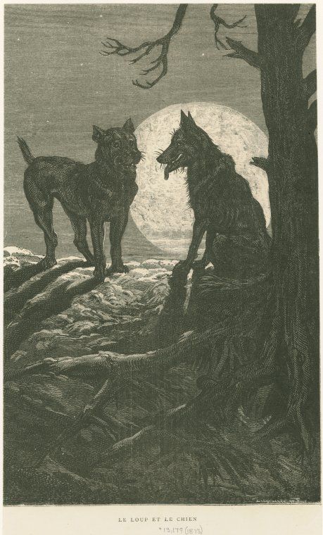 Wolf Face, Aesops Fables, She Wolf, Wood Engraving, Wolf Art, New York Public Library, The Wolf, Picture Collection, Old Books