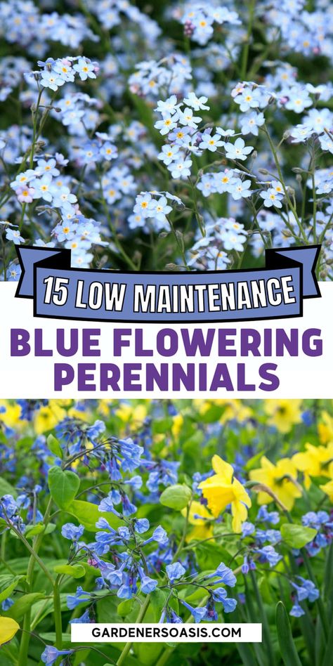 Blue And White Garden, Blue Flowering Plants, Easy To Grow Plants, Full Sun Flowers, Flowering Perennials, Drought Tolerant Perennials, Blue Delphinium, Full Sun Plants, Blue Plants