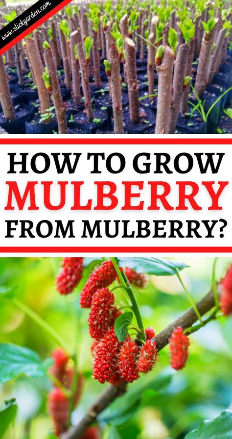 How To Grow Mulberry From Mulberry? You can easily buy some seeds from any plant store or find a tree in your neighbors that producing fruits right now. Grab a few fruits of mulberry (fully matured ripen fruits) and smash these fruits with your finger, seeds will come out of the fruits. How To Grow Mulberry Trees, Growing Mulberry Tree, How To Propagate Mulberry Trees, Red Mulberry Tree, How To Grow Cranberries, Growing Fruit Trees From Seed, Mulberry Benefits, Forest Gardening, Plant Grafting