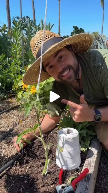 Credit:@jacquesinthegarden —— The single leader string tomato trellis is definitely the cheapest when it comes to materials, give tha... | Instagram Tomato Garden Trellis, Tomato Plant Trellis, Tomato Support, Tips For Growing Tomatoes, Tomato Trellis, Garden Tomatoes, Plant Trellis, Homestead Ideas, Earthly Delights