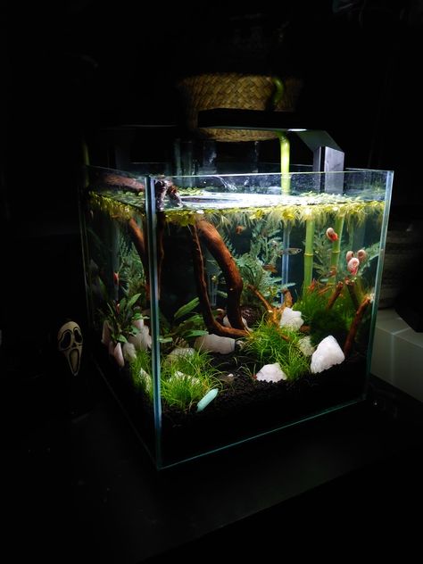 Rose Quartz Aquarium, Rose Quartz Fish Tank, Snail Tank Ideas, Nano Shrimp Tank, Beta Tank, Aquarium Inspiration, Tank Terrarium, Nature Tank, Basement Room