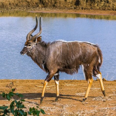 Nyala Antelope, San Diego Safari Park, Animals Reference, Horn Of Africa, Animal Reference, Mermaid Crown, Cute Goats, Animal References, Safari Park