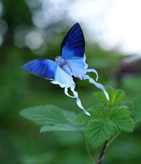 Moth & Myth on Instagram: “Did someone say Fluffy Tit? 🤔 This is butterfly Zeltus amasa as known as a Fluffy Tit butterfly. They are found all over Asia, from India…” Fluffy Moths, Fluffy Moth, Dnd Board, Cute Moth, Flying Creatures, Moths And Butterflies, Butterfly Species, Animal Reference, Bug Art