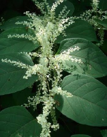 Medicinal Wild Plants, Japanese Knotweed, Bushes And Shrubs, Herbal Tinctures, Invasive Plants, Removal Company, Wild Edibles, Herbs For Health, Wild Food