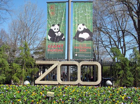 Smithsonian National Zoological Park - aka National Zoo - Washington, D.C. - the pandas are always a treat to watch... National Zoo Washington Dc, Washington Dc Tours, Smithsonian Zoo Washington Dc, Planet Zoo North America, Planet Zoo Exhibit, Smithsonian Museum Washington Dc, Dc Vacation, San Francisco Zoo, Visit Dc