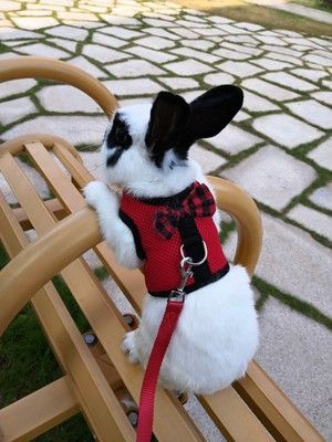 Crochet Rabbit Harness, Accessories For Bunnies, Bunny Harness Diy, Bunny On A Leash, Bunny On Leash, Rabbit Accessories Pet, Rabbit Leash, Bunny Outside, Bunny Leash