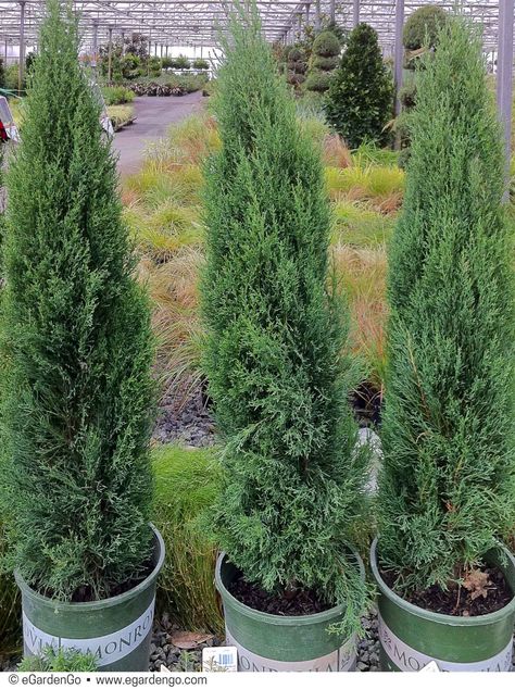 Italian Cypress Trees, Tiny Tower, Front Yards Curb Appeal, Italian Cypress, Cupressus Sempervirens, Zone 7, Tower Garden, Garden Shrubs, Fine Gardening