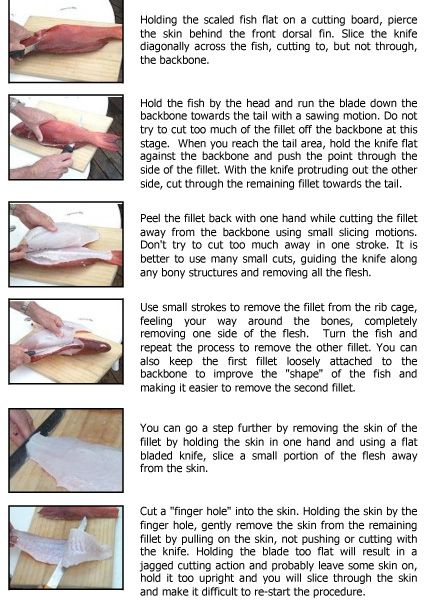 Filleting a fish can be a daunting task for some of us.  With just a little practice using this step by step guide , you will have perfect fillets for the pan in no time at all. Enjoy, Mandy How to… How To Fillet A Fish Step By Step, How To Fillet A Fish, Survival Binder, Baking Tricks, Shtf Survival, Cleaning Fish, Cooking Fish, Manly Things, Education Science