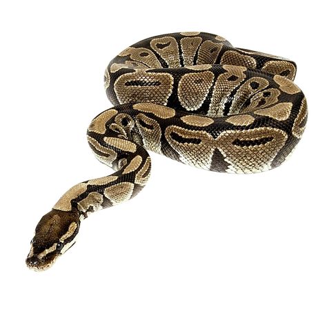 Pics Of Snakes, Anaconda Snake, Halloween Craft Kits, Snake Images, Milk Snake, Boa Constrictor, Animal Categories, Wild Animals Pictures, Snake Venom