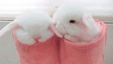 New Beginnings 66 Heavenly Creatures, Somebunny Loves You, Bunny Lady, Rabbit Gif, Animal Fun, White Rabbits, Lovely Animals, Bunny Lovers, Funny Bunnies