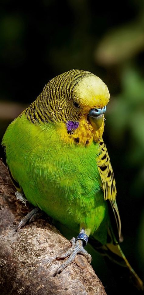 Australian Budgies, Animal Generator, Parakeet Art, Budgerigar Bird, Australian Parrots, Dogs Ideas, Hybrid Animals, Budgies Bird, Fallow Deer