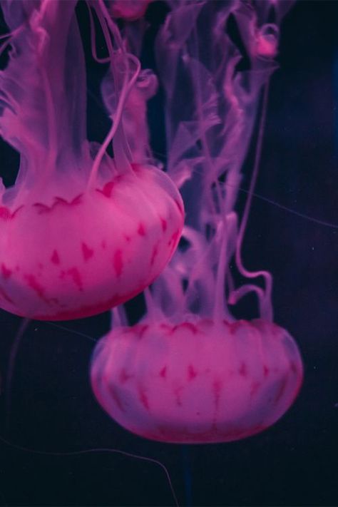 jellyfish Jellyfish Swimming, Pink Jellyfish, Beautiful Sea Creatures, Underwater Life, Water Life, Wisdom Teeth, Foto Art, Ocean Creatures, Beautiful Ocean