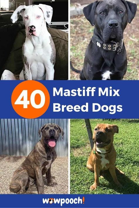 Crossbreed Dogs, Mix Breed Dogs, American Mastiff, Neo Mastiff, Bull Mastiff Puppies, Mastiff Dog Breeds, Catahoula Leopard Dog Mix, Neapolitan Mastiff, Puppy Mix