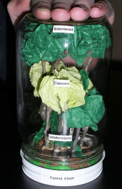 Rainforest in a jar craft Rainforest Preschool, Rainforest Classroom, Rainforest Crafts, Rainforest Project, Rainforest Activities, Rainforest Biome, Diarama Ideas, Rainforest Theme, Animal Habitats