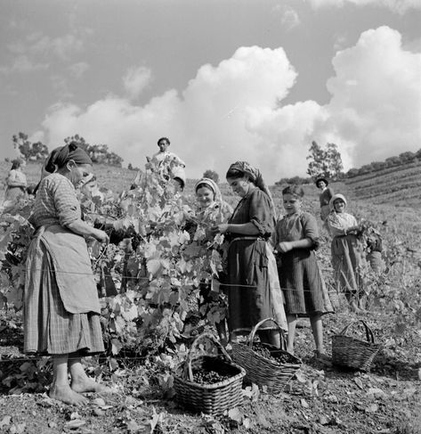 Grape harvest for Port Wine - Douro Valley (Portugal) - photo by Artur Pastor Douro Valley Portugal, Vintage Portugal, Grape Harvest, Portuguese Culture, Grape Harvesting, Douro Valley, Vintage Italy, Spain And Portugal, Historical Photos