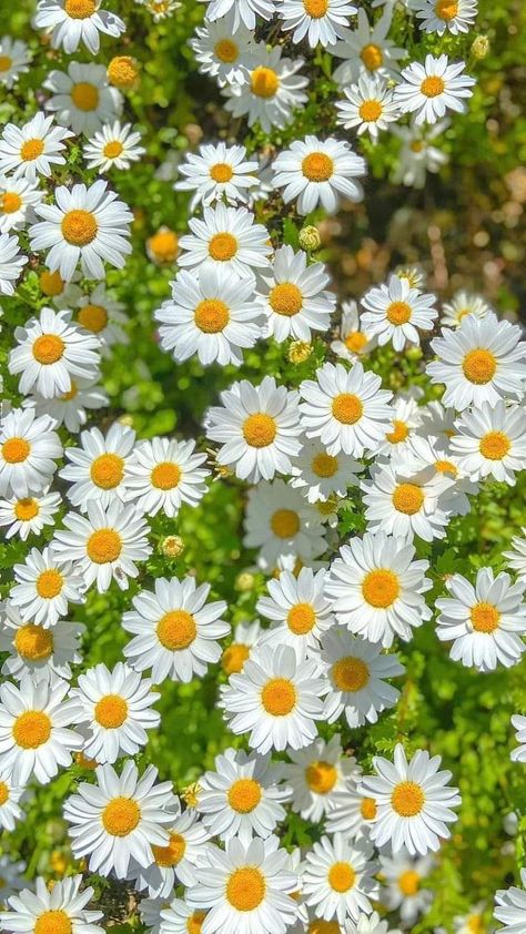 Daisies Wallpaper, Bracelets Simple, Whatsapp Wallpapers Hd, Photo Frame Wallpaper, Daisy Wallpaper, Flowers Photography Wallpaper, Followers On Instagram, Lovely Flowers Wallpaper, Nothing But Flowers