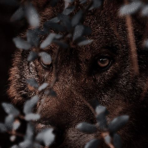 Wolf In Forest Aesthetic, Wolf Fantasy Aesthetic, Two Wolves Aesthetic, Wolfwalker Aesthetic, Wolf Aesthetic Dark, Brown Wolf Aesthetic, Werewolf Aesthetic Dark, Wolf Astethic, Dark Brown Wolf