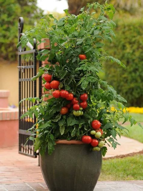 20 Easy vegetables for container gardening. Best tips on how to grow tomatoes, peppers, lettuce, zucchini, cucumber, potatoes etc in pots! - A Piece of Rainbow, backyard, garden, vegetable gardening ideas, small space tips, grow your own food, homestead, homesteading, spring, summer, edible garden, landscaping Small Tomato Garden Ideas, Backyard Garden Vegetable, Vegetable Gardening Ideas, Easy Vegetables, Cucumber Gardening, How To Grow Tomatoes, Zucchini Plants, Grow Tomatoes, Garden Vegetable