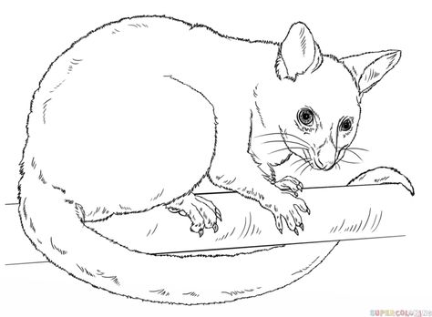 How to draw a possum step by step. Drawing tutorials for kids and beginners. Possum Drawing, Australian Possum, Trin For Trin Tegning, Painted Fence, Concrete Clay, Animal Line Drawings, Becoming A Tattoo Artist, Animal Templates, Australia Animals