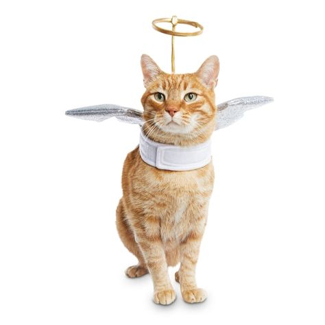 Character Spread, Halloween Costumes For Cats, Costumes For Cats, Halloween Costumes For Pet, Costume For Cats, Street Cat Bob, Cute Cat Costumes, Pet Costumes Cat, Street Cat