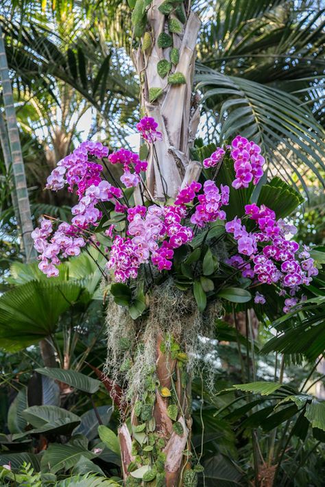 Orchids Tropical Orchid, Orchid Tree, Orchid Show, Rare Orchids, Orchid Garden, Growing Orchids, Exotic Orchids, Orchids Garden, Orchid Arrangements