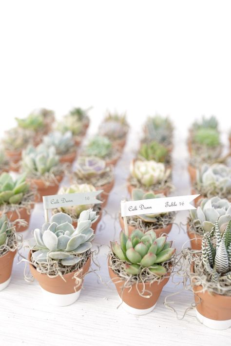 Succulent Arrangements Diy, Succulent Party Favors, Succulent Wedding Favors, Inexpensive Wedding Favors, Succulent Favors, Succulent Bouquet, Succulent Centerpieces, Diy Arrangements, Succulents Decor