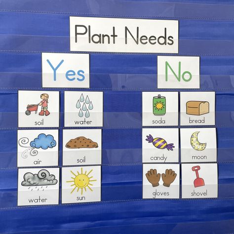 Planting Seeds Kindergarten Activities, Plant And Seed Preschool Activities, Plant Needs Preschool, Plant Theme Activities For Kindergarten, Seeds Kindergarten Activities, Plant And Garden Activities For Preschool, Plant Activities For Preschoolers, Plants And Animals Kindergarten, Life Cycle Of A Plant Anchor Chart