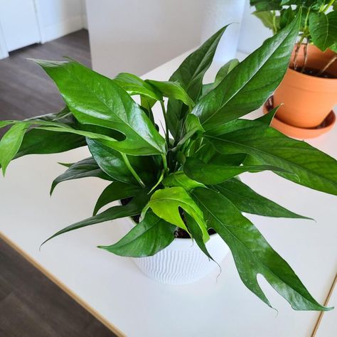 Baltic Blue Pothos Care: Everything You Need to Know – The Home Team Baltic Blue Pothos, Blue Pothos, Pothos Care, Gardening Guide, Epipremnum Pinnatum, Orchid Bark, Blue Plants, Pothos Plant, Climbing Vines