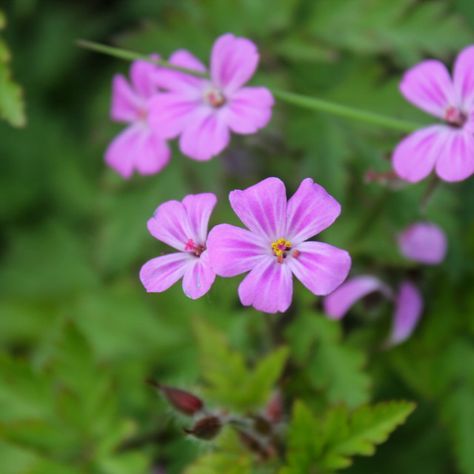 Common Garden Weeds, Front Yard Plants, Wild Geranium, Garden Weeds, Pink Petals, North Wales, Print Advertising, Little Flowers, Interior Projects