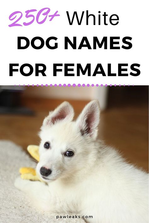 Congrats on your decision to adopt a female puppy or rescue dog! Exciting times are ahead and many steps will need to be taken before your puppy comes home. One of these is the hard decision of choosing a name that will stick with your dog her whole life! Female white dog names are among the most beautiful and meaningful and one of these names will fit your dog like a glove. #dogs #dognames #newpuppy Female Rabbit Names, Female Pitbull Names, White Dog Names, Best Female Dog Names, Beautiful Dog Names, Girl Dog Names Unique, Puppies Names Female, Female Pitbull, Pitbull Names