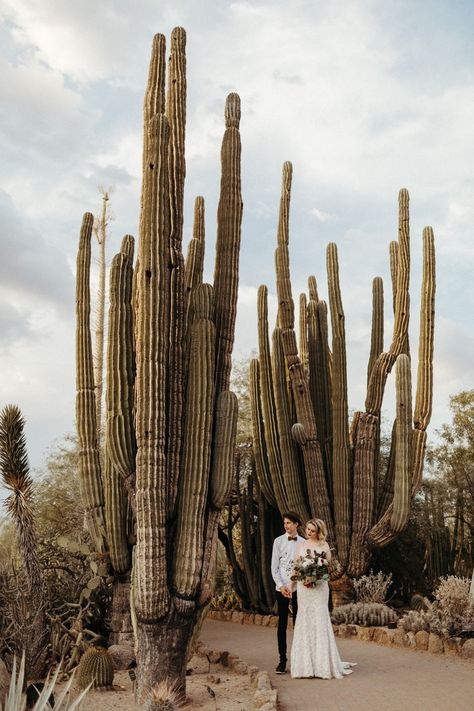 Garden Botanical, Arizona Wedding Venues, Desert Botanical Garden, Sedona Wedding, Botanical Gardens Wedding, Phoenix Wedding, Desert Garden, Venue Wedding, Luxe Wedding