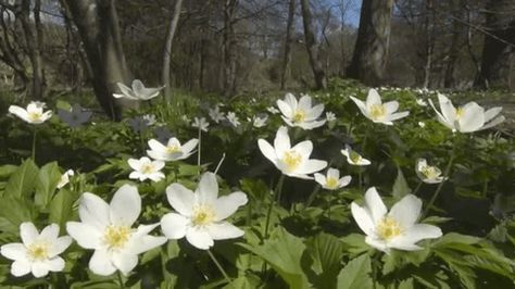 Nature Gifs, Live Earth, Wood Anemone, View Aesthetic, Maladaptive Daydreaming, Tree Woman, Aesthetic Gifs, Cute Gifs, Flowers Gif