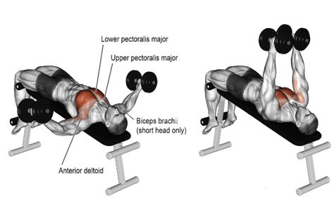 125+ Top Dumbbell Exercises Names (With Images) Dumbbell Bench Press, Latihan Dada, Weight Training Programs, Best Chest Workout, Dumbell Workout, Chest Muscles, Chest Workouts, Triceps Workout, Senior Fitness