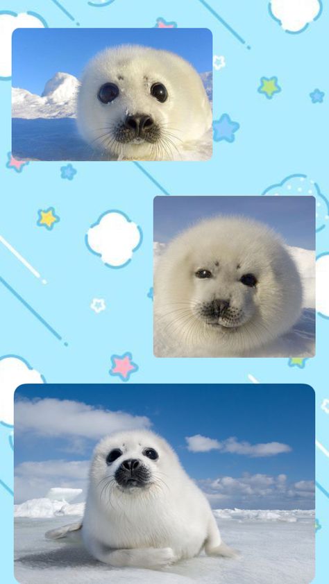 Seal Meme, Seal Wallpaper, Funny Seals, Harp Seal, Cute Seals, Baby Seal, Pet Bunny, Aquatic Animals, Funny Doodles