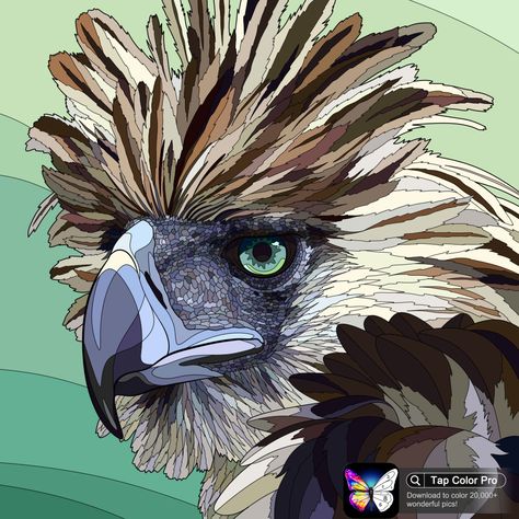 Philippine Eagle, Wedge Tailed Eagle, Eagle Artwork, Eagle Vector, Eagle Drawing, Spiderman Drawing, Eagle Tattoos, National Animal, Eagle Art