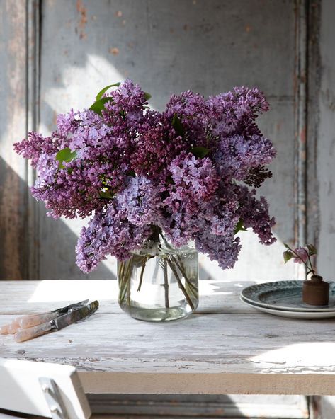 May 12, 2020 - Photography and styling by Janne Ford using natural light to create emotive floral imagery. Floral Photography, Flower Patch, Lilac Flowers, Pretty Plants, Photography Beautiful, Love Flowers, Pretty Flowers, Fresh Flowers, Floral Decor