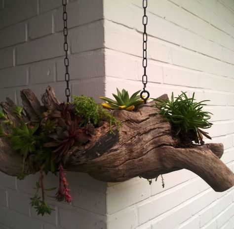 Driftwood Planters, Succulent Planter Diy, Driftwood Art Diy, Driftwood Projects, Succulent Garden Diy, Driftwood Decor, Succulents In Containers, House Plants Decor, Garden Yard Ideas