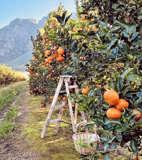 Winelands South Africa, Clementine Tree, Chasing Money, Rainbow House, Berry Picking, Citrus Trees, Abstract Geometric Art, Farm Scene, Plant Aesthetic